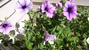 牵牛花图片大全大图_9
