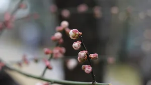 含苞待放的梅花图片