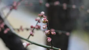 含苞待放的梅花图片_2