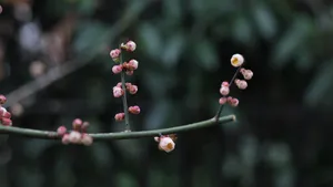 含苞待放的梅花图片_3