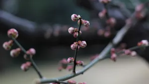 含苞待放的梅花图片_4