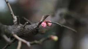 含苞待放的梅花图片_5