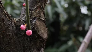 含苞待放的梅花图片_6