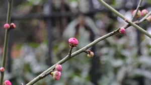 含苞待放的梅花图片_7