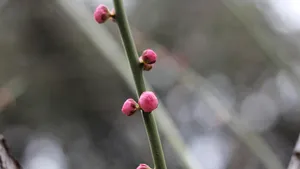 含苞待放的梅花图片_8