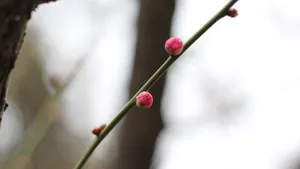 含苞待放的梅花图片_9