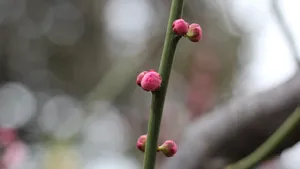 含苞待放的梅花图片_10