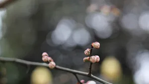 含苞待放的梅花图片_11