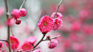 鲜艳的红梅花图片_2