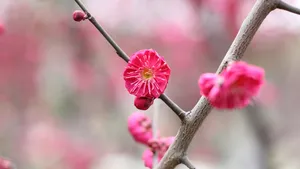 鲜艳的红梅花图片_3