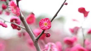 鲜艳的红梅花图片_4