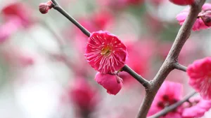 鲜艳的红梅花图片_5