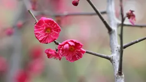 鲜艳的红梅花图片_7