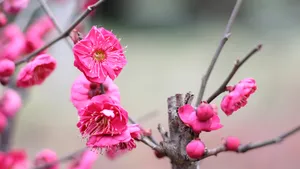 鲜艳的红梅花图片_8