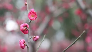 鲜艳的红梅花图片_9