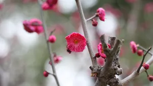 鲜艳的红梅花图片_10