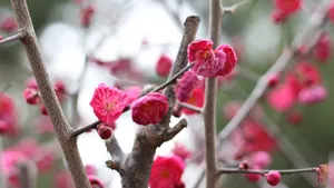 鲜艳的红梅花图片_11