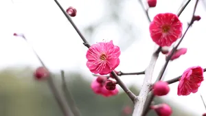 鲜艳的红梅花图片_12
