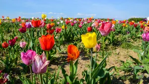 一片郁金香花田图片_2