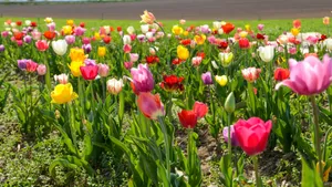 一片郁金香花田图片_3