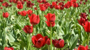 一片郁金香花田图片_4