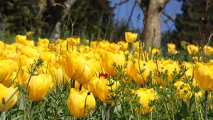 一片郁金香花田图片_5