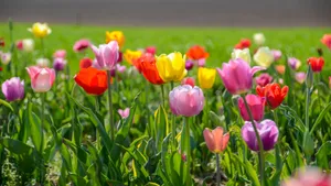 一片郁金香花田图片_7
