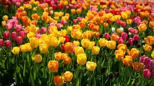 一片郁金香花田图片_8