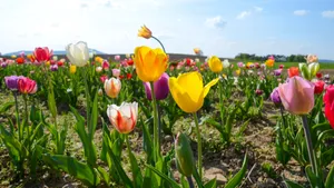 一片郁金香花田图片_10