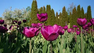 一片郁金香花田图片_12