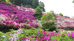 杜鹃花图片大全大图_2