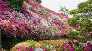 杜鹃花图片大全大图_4