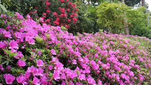 杜鹃花图片大全大图_6