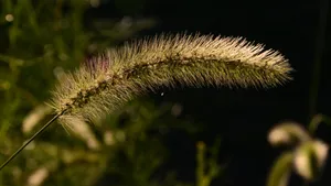 唯美狗尾草图片_5