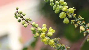 小果十大功劳花图片