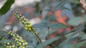 小果十大功劳花图片_2