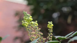 小果十大功劳花图片_3