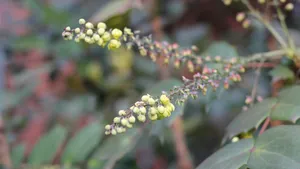 小果十大功劳花图片_4