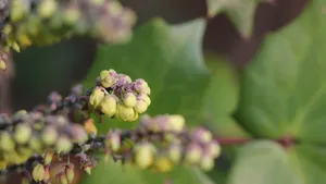 小果十大功劳花图片_6
