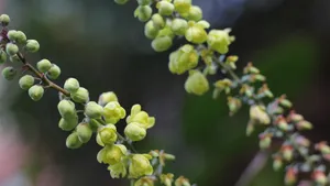 小果十大功劳花图片_7