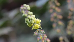小果十大功劳花图片_8