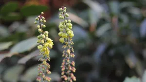 小果十大功劳花图片_9