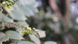 小果十大功劳花图片_10