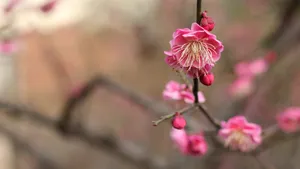 宫粉梅图片_2