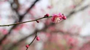 宫粉梅图片_5