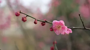 宫粉梅图片_7