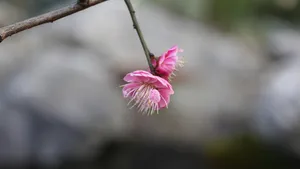 宫粉梅图片_8