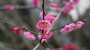 宫粉梅图片_9