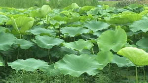 池塘荷叶图片大全_4