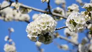高清樱花图片壁纸